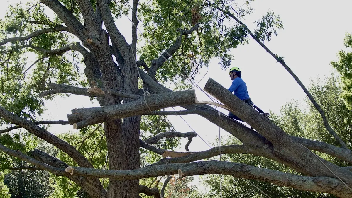 Professional Hazardous Tree Removal performed by certified arborists in Brocton
